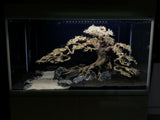 Bonsai Tree Wood