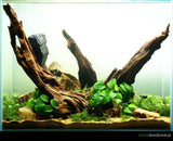 Mangrove Wood Size M 20-30cm