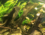 Mangrove Wood Size M 20-30cm