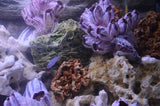 Barnacle Decoration Shells