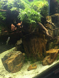 Fossilazzed Wood Rock