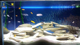 White Aquarium Slate