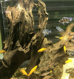 Mangrove Wood Size M 20-30cm