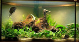 Mangrove Wood Size M 20-30cm