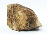 Fossilazzed Wood Rock