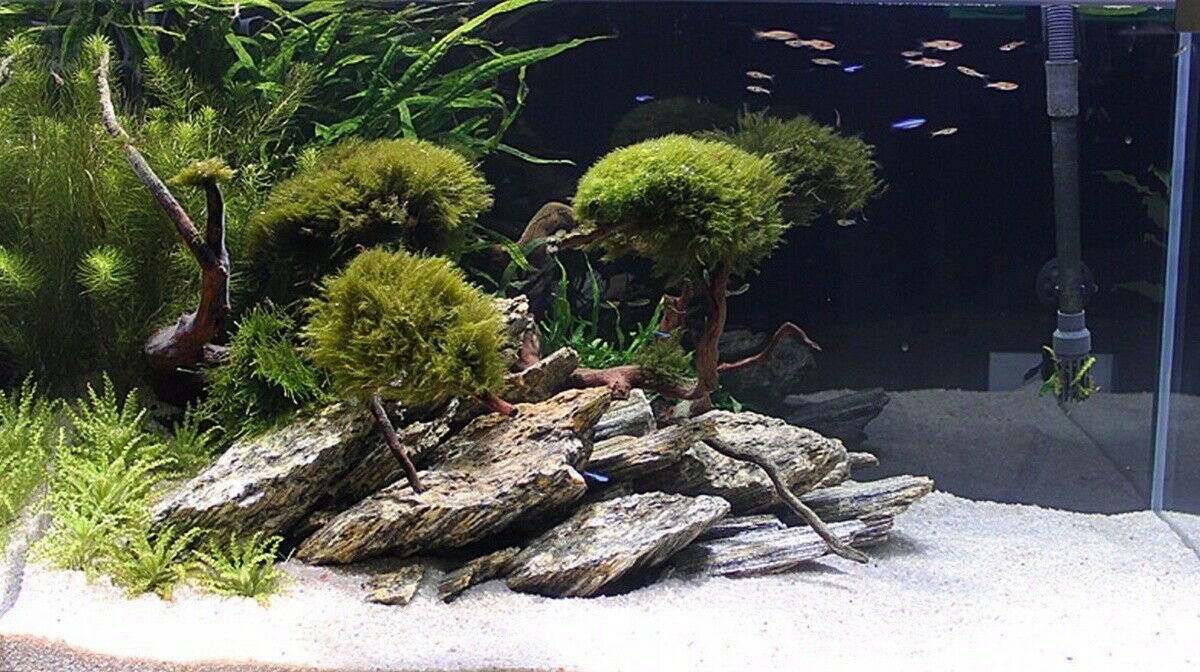 Freshwater aquarium store rocks and driftwood