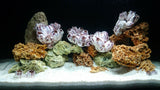 Malawi Mixed Set of Stones
