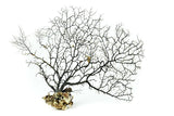 Dried Sea Fan Size L 50cm