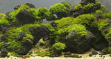 Black Lava Rock