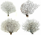 Dried Sea Fan Size L 50cm