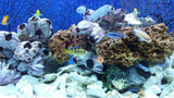 Barnacle Decoration Shells