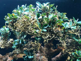 Bonsai Tree Wood
