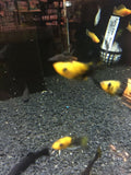 Black Substrate 1-3mm