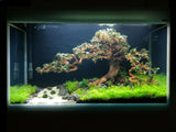 Bonsai Tree Wood