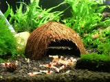 Coconut Cave