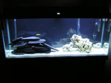 Black Aquarium Slate