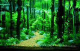 Tall Sticks Wood