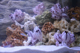 Barnacle Decoration Shells