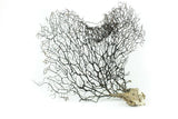 Dried Sea Fan Size L 50cm