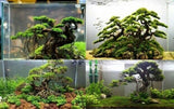 Bonsai Tree Wood