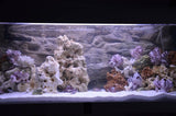 Barnacle Decoration Shells