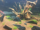Black Aquarium Slate