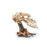 Bonsai Tree Wood