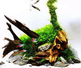 Mangrove Wood Size M 20-30cm