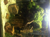 Fossilazzed Wood Rock
