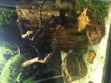 Fossilazzed Wood Rock