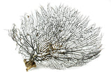 Dried Sea Fan Size L 50cm