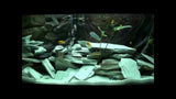 White Aquarium Slate