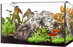 How to take care of your home aquarium?