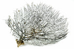 Dried Sea Fan