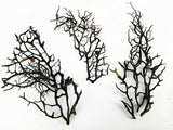 Dried Sea Fan