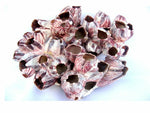 Barnacle Shells Decoration Set