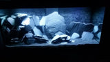 Black Aquarium Slate