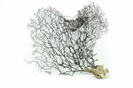 Dried Sea Fan